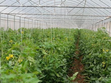 驚！山西某智能農(nóng)業(yè)終于擁有大棚溫濕度監(jiān)控系統(tǒng)