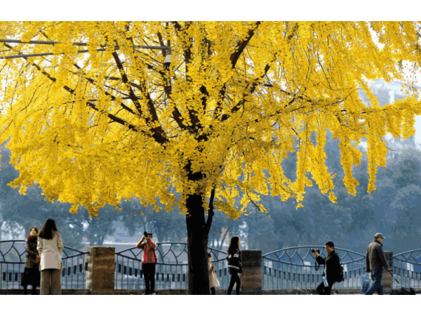 邁世視野：成都環(huán)衛(wèi)工拋銀杏葉視頻意外走紅，快樂(lè)原來(lái)如此簡(jiǎn)單